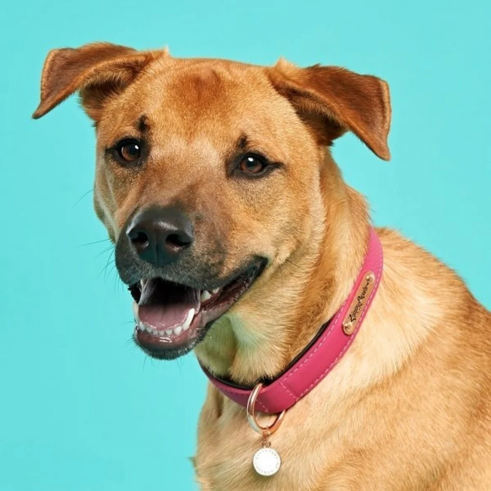 ZippyPaws Vivid Collection Magenta Dog Collar - Image 5